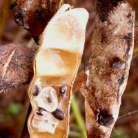 Pod and seed infection
