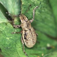 Small lucerne weevil