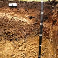 Soil pit showing the profile of red deep loamy duplex in the Moora to Kojonup region.  