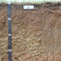 Soil pit showing the profile of Brown loamy earth in the Moora to Kojonup region. 
