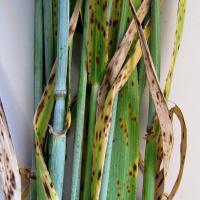 Spots elongate and join together,leaves turn yellow and die back from tips