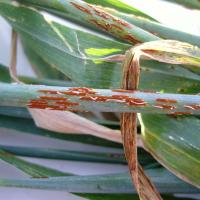 Stem rust pustules on wheat stems