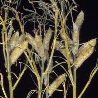 In severe cases plants lose all their leaves in spring 