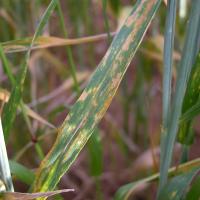 Wheat leaf rust symptoms on wheat leaf appear as yellow-orange pustules in stripes on leaves.