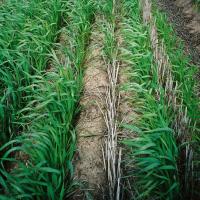 Reduced germination from 'hairpinned' stubble 