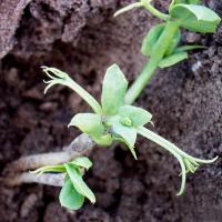 Stunted seedlings with thickened hypocotyl, stem and tendrils