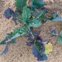 Foliar symptoms include red, yellow and purple colouring on older leaves.