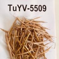 TuYV infected canola pods. Image: DPIRD
