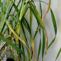 Flecks enlarge and form green to yellow streaks (barley)