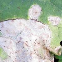 Greyish-white to light brown leaf leaf lesions with a velvety texture, often with a brown rim 