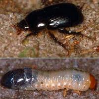 African black beetle adult and larva. 