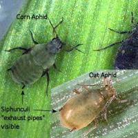 Close up image of oat and corn aphids for comparison with russian wheat aphid