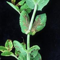 Leaf spots that turn yellowish and later brown and papery 
