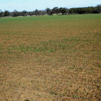 More vigourous seedlings in a hollow can outgrow RELM damage