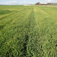 Flexi-N scorch in barley with wheeltracks less affected (August 11th).