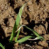 Leaf tips are withered when attacked at emergence