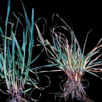 Glyphosate contamination can cause growing point death and profuse tillering