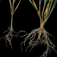 Waterlogged roots (particularly seminal roots, tips) become brown then die