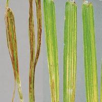 Dying leaves tend to split and fray along the stripes