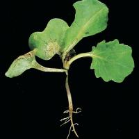 Infection can spread from cotyledon of seedling leaf and pinch off the hypocotyl 