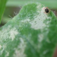 Silvery leaves like redlegged earth mite damage.