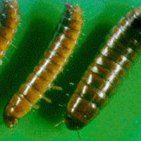 Bronzed field beetle larvae