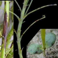 Brown lesions on cotyledons, stems and petioles 