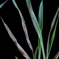 Oat leaves showing pale necrotic and dark areas symptomatic of zinc deficiency