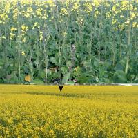 Cabbage aphid 'hotspot' at flowering
