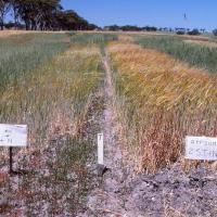 Gypsum can markedly improve yield in very wet or very dry years