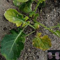 Stunted plants with pale new growth. Residual herbicide causes reddened cotyledons