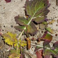 Emerging leaves are distorted and discoloured; leaf blades become cupped and crinkly