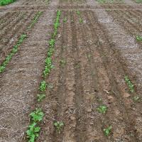 Variable emergence between and within seeding rows