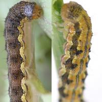  Caterpillar up to 40 millimetres long usually with a dark streak along its body