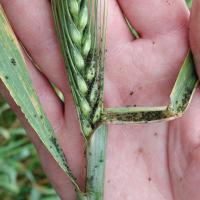 Corn aphids are found in furled leaves and tillers any time from seedling to head emergence.