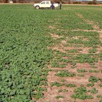Claying (left) is a long term method for overcoming water repellence