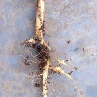 Mild clubroot infection 