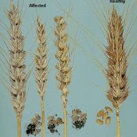 Affected vs healthy wheat head and grain