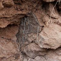 Roots are thickened and confined to cracks.