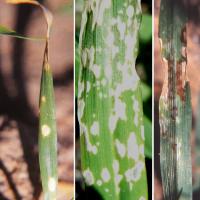 Spot damage on leaves caused by contact herbicide - paraquat (left) carfentrazone (centre) and bromoxynil (right)