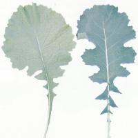 Fully expanded leaves are thinner, disc shaped with fewer marginal serrations