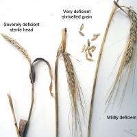 Severely affected plants have no grain