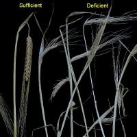 At maturity deficient plants vary from bleached with disordered heads to stunted and dark with shrivelled heads. 