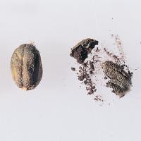 Bunt-affected seeds have a distinctive fishy odour when crushed.