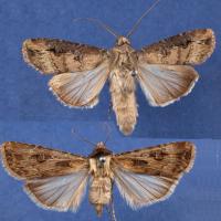 Cutworm moths