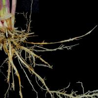 Tillering plants have chewed roots that can resemble Rhizoctonia or Root lesion nematode damage