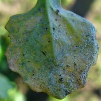 White mealy growth on the leaf underside 