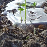 Typical convex edged drop suspended on water repellent soil