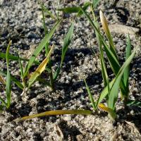 Stunted Dual Gold® affected barley with twisted leaves. 