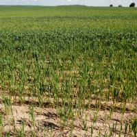 Header rows have less symptoms